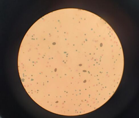 Mixed Pollen Grains Microscope Slides, 5 Pack Pollen Slides to Learn About Grains Plant Reproduction, Pollen Structure in Kuwait