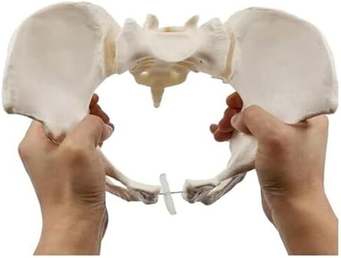 Female Pelvic Model 1:1, Bone Education Specimen Hip Joint Bone Anatomy Medical Tool School Use in Saudi Arabia