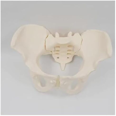 Female Pelvic Model 1:1, Bone Education Specimen Hip Joint Bone Anatomy Medical Tool School Use in Saudi Arabia