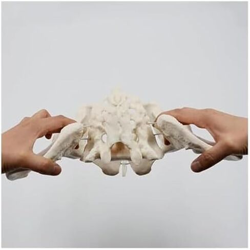 Female Pelvic Model 1:1, Bone Education Specimen Hip Joint Bone Anatomy Medical Tool School Use in Saudi Arabia
