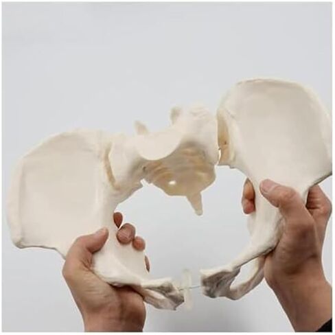 Female Pelvic Model 1:1, Bone Education Specimen Hip Joint Bone Anatomy Medical Tool School Use in Saudi Arabia