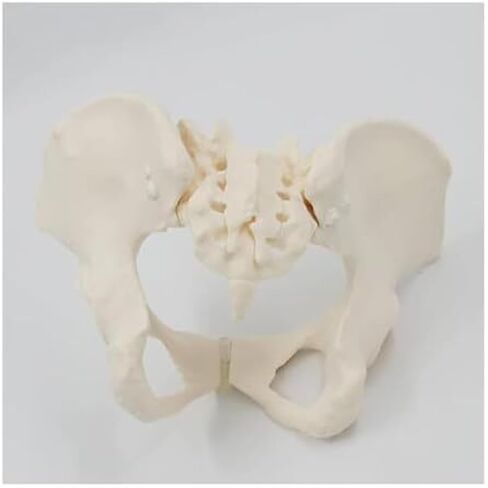 Female Pelvic Model 1:1, Bone Education Specimen Hip Joint Bone Anatomy Medical Tool School Use in Saudi Arabia