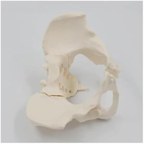 Female Pelvic Model 1:1, Bone Education Specimen Hip Joint Bone Anatomy Medical Tool School Use in Saudi Arabia