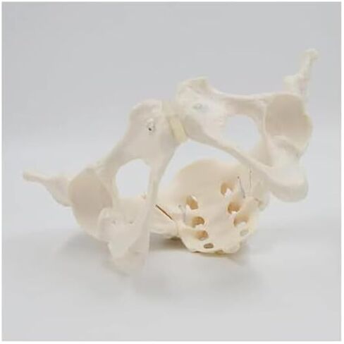 Female Pelvic Model 1:1, Bone Education Specimen Hip Joint Bone Anatomy Medical Tool School Use in Saudi Arabia
