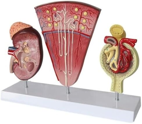 Human Organ Kidney Template and Urinary Glomerular Anatomical Model for Medical Education and Medicine in Saudi Arabia