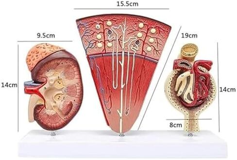 Human Organ Kidney Template and Urinary Glomerular Anatomical Model for Medical Education and Medicine in Saudi Arabia