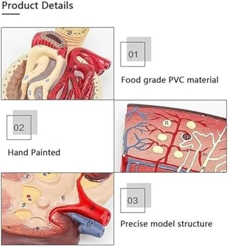 Human Organ Kidney Template and Urinary Glomerular Anatomical Model for Medical Education and Medicine in Saudi Arabia