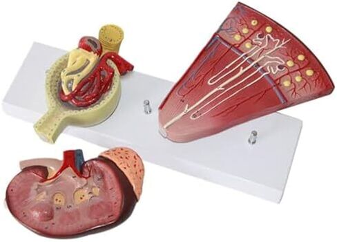Human Organ Kidney Template and Urinary Glomerular Anatomical Model for Medical Education and Medicine in Saudi Arabia