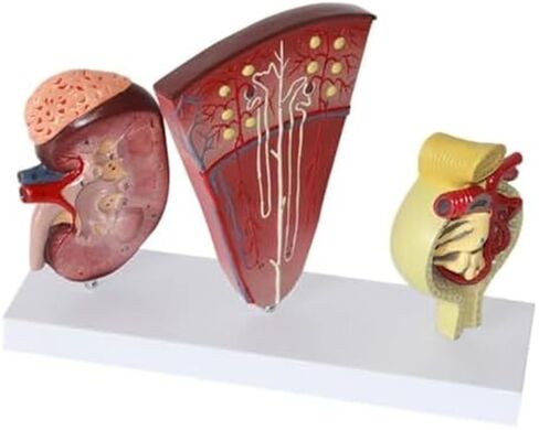 Human Organ Kidney Template and Urinary Glomerular Anatomical Model for Medical Education and Medicine in Saudi Arabia