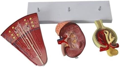 Human Organ Kidney Template and Urinary Glomerular Anatomical Model for Medical Education and Medicine in Saudi Arabia