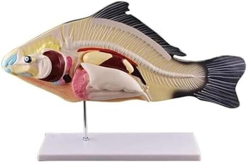 Teaching Demonstration of Fish and Naturally Sized Movable Visceral Biology Assisted Animal Models in Saudi Arabia
