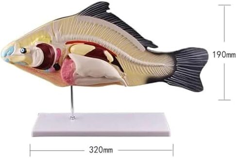 Teaching Demonstration of Fish and Naturally Sized Movable Visceral Biology Assisted Animal Models in Saudi Arabia