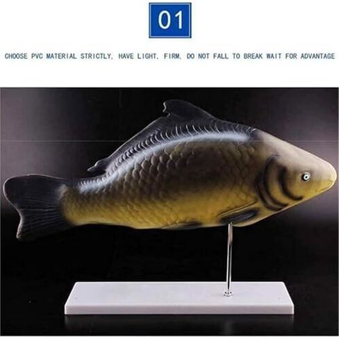 Teaching Demonstration of Fish and Naturally Sized Movable Visceral Biology Assisted Animal Models in Saudi Arabia
