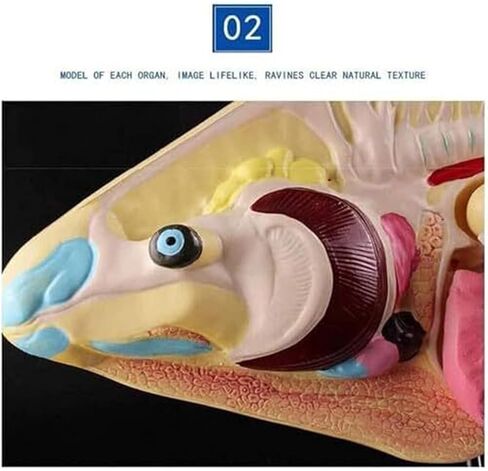 Teaching Demonstration of Fish and Naturally Sized Movable Visceral Biology Assisted Animal Models in Saudi Arabia