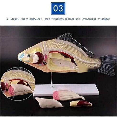 Teaching Demonstration of Fish and Naturally Sized Movable Visceral Biology Assisted Animal Models in Saudi Arabia