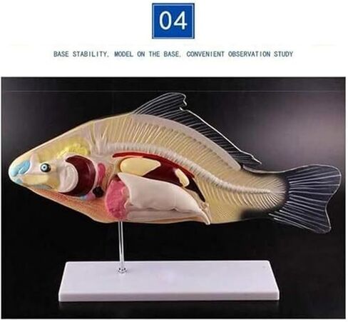 Teaching Demonstration of Fish and Naturally Sized Movable Visceral Biology Assisted Animal Models in Saudi Arabia
