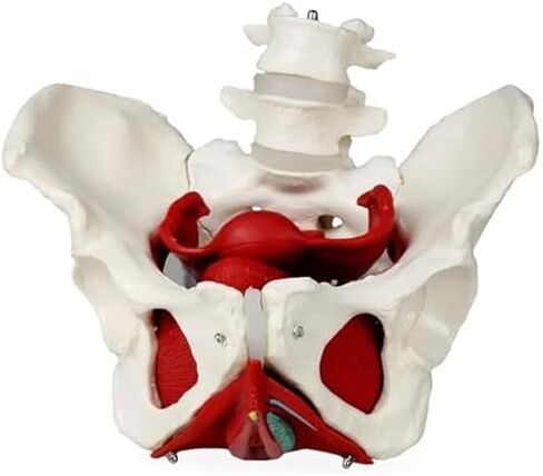 Female Pelvis with Lumbar Spine Model, Pelvic Floor Muscles and Reproductive Organs Removable in Saudi Arabia