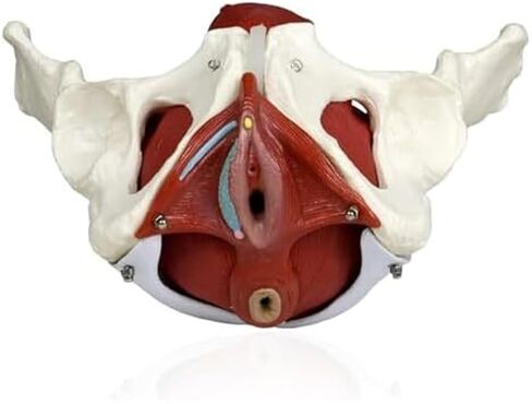 Female Pelvis with Lumbar Spine Model, Pelvic Floor Muscles and Reproductive Organs Removable in Saudi Arabia
