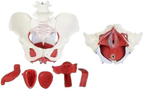 Female Pelvis with Lumbar Spine Model, Pelvic Floor Muscles and Reproductive Organs Removable in Saudi Arabia