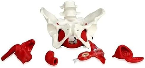 Female Pelvis with Lumbar Spine Model, Pelvic Floor Muscles and Reproductive Organs Removable in Saudi Arabia