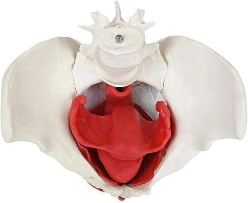 Female Pelvis with Lumbar Spine Model, Pelvic Floor Muscles and Reproductive Organs Removable in Saudi Arabia