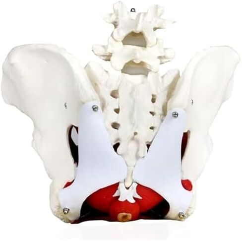 Female Pelvis with Lumbar Spine Model, Pelvic Floor Muscles and Reproductive Organs Removable in Saudi Arabia