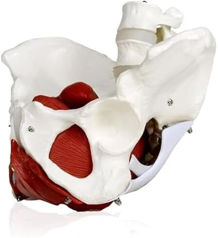 Female Pelvis with Lumbar Spine Model, Pelvic Floor Muscles and Reproductive Organs Removable in Saudi Arabia