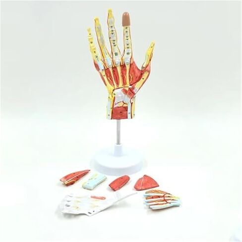 Human Hand Skeletal Model, Including Ligaments, Muscles, Nerves, and Arteries in Saudi Arabia