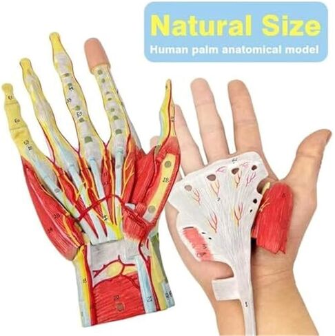 Human Hand Skeletal Model, Including Ligaments, Muscles, Nerves, and Arteries in Saudi Arabia