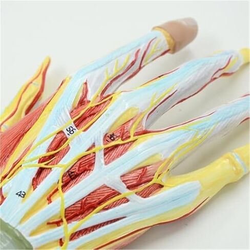 Human Hand Skeletal Model, Including Ligaments, Muscles, Nerves, and Arteries in Saudi Arabia