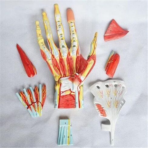 Human Hand Skeletal Model, Including Ligaments, Muscles, Nerves, and Arteries in Saudi Arabia