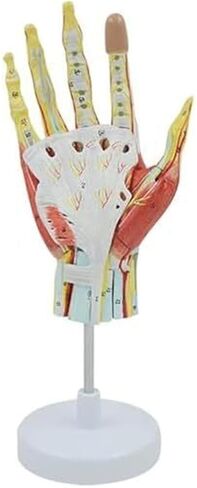 Human Hand Skeletal Model, Including Ligaments, Muscles, Nerves, and Arteries in Saudi Arabia