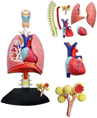 4D Respiratory System Lung Model of 21 Removable Parts Medical Teaching Model in Saudi Arabia