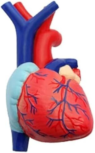 4D Respiratory System Lung Model of 21 Removable Parts Medical Teaching Model in Saudi Arabia