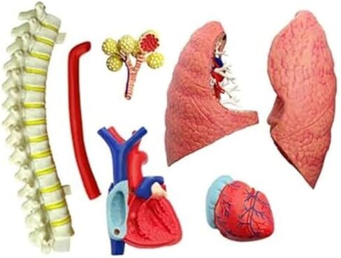 4D Respiratory System Lung Model of 21 Removable Parts Medical Teaching Model in Saudi Arabia