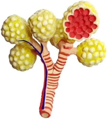 4D Respiratory System Lung Model of 21 Removable Parts Medical Teaching Model in Saudi Arabia