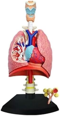 4D Respiratory System Lung Model of 21 Removable Parts Medical Teaching Model in Saudi Arabia