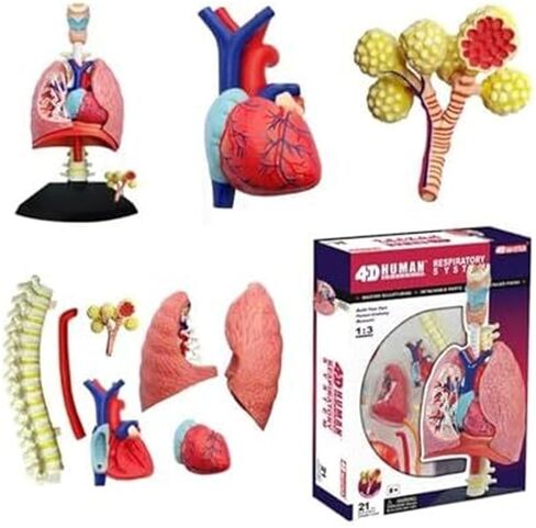 4D Respiratory System Lung Model of 21 Removable Parts Medical Teaching Model in Saudi Arabia