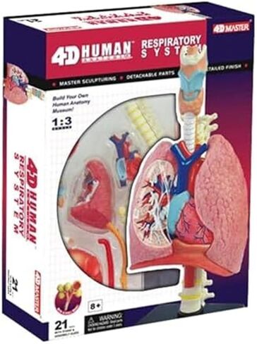 4D Respiratory System Lung Model of 21 Removable Parts Medical Teaching Model in Saudi Arabia