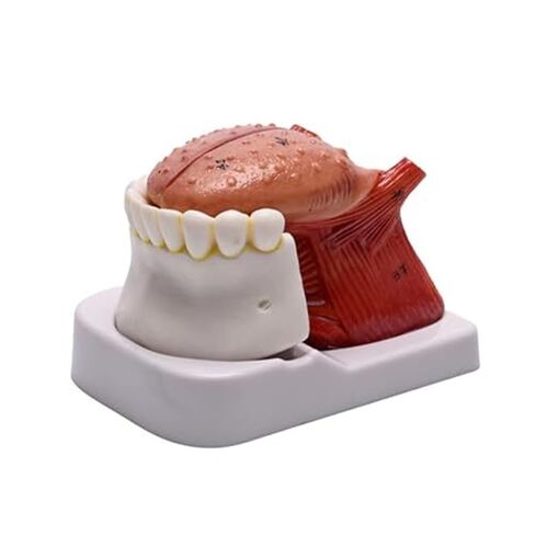 Anatomy Model of Human Tongue and Teeth, 4 Parts Human Size, with Mandible and Mandibular Teeth, Used in Medicine in Saudi Arabia