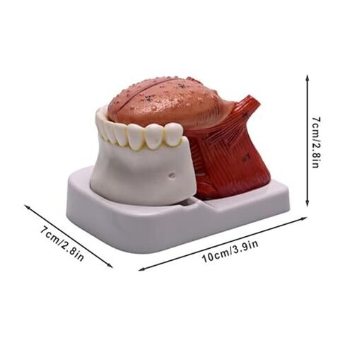 Anatomy Model of Human Tongue and Teeth, 4 Parts Human Size, with Mandible and Mandibular Teeth, Used in Medicine in Saudi Arabia
