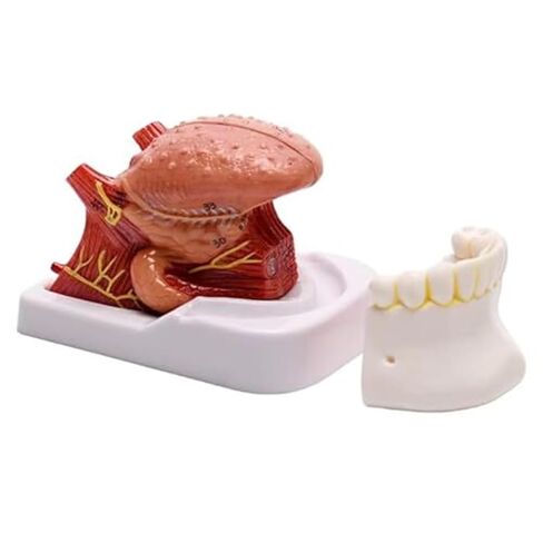 Anatomy Model of Human Tongue and Teeth, 4 Parts Human Size, with Mandible and Mandibular Teeth, Used in Medicine in Saudi Arabia