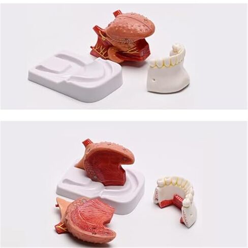 Anatomy Model of Human Tongue and Teeth, 4 Parts Human Size, with Mandible and Mandibular Teeth, Used in Medicine in Saudi Arabia