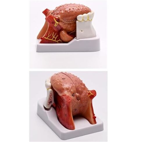 Anatomy Model of Human Tongue and Teeth, 4 Parts Human Size, with Mandible and Mandibular Teeth, Used in Medicine in Saudi Arabia