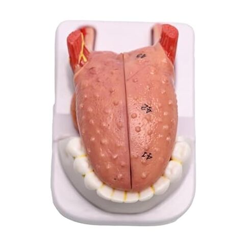 Anatomy Model of Human Tongue and Teeth, 4 Parts Human Size, with Mandible and Mandibular Teeth, Used in Medicine in Saudi Arabia