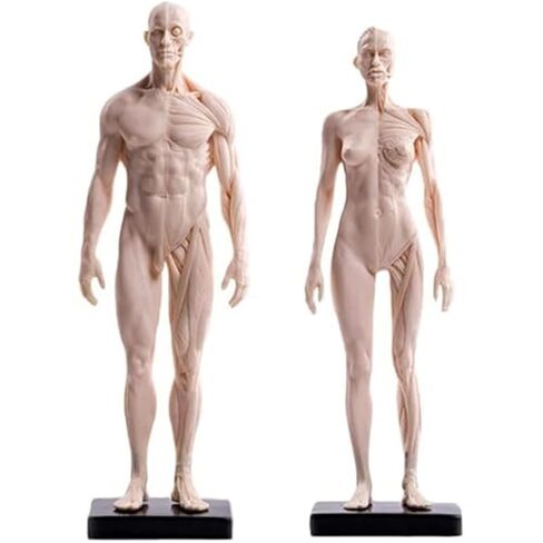 30cm PU White Mannequin Muscle Sculpture, Studied by Female and Male Structural Medical Artists in Saudi Arabia