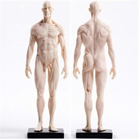 30cm PU White Mannequin Muscle Sculpture, Studied by Female and Male Structural Medical Artists in Saudi Arabia