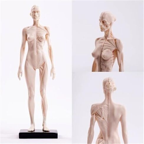 30cm PU White Mannequin Muscle Sculpture, Studied by Female and Male Structural Medical Artists in Saudi Arabia