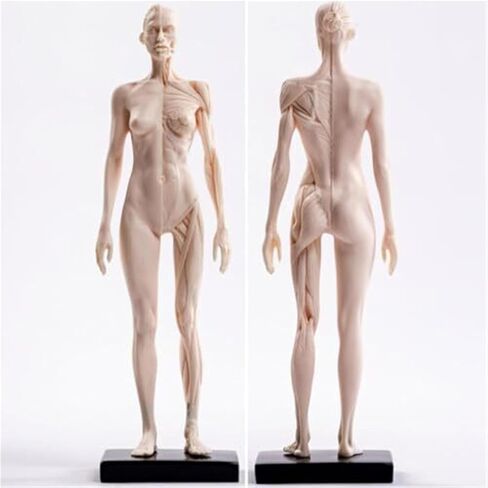 30cm PU White Mannequin Muscle Sculpture, Studied by Female and Male Structural Medical Artists in Saudi Arabia