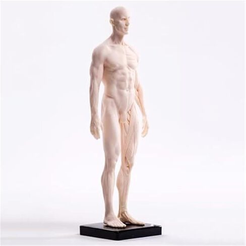 30cm PU White Mannequin Muscle Sculpture, Studied by Female and Male Structural Medical Artists in Saudi Arabia